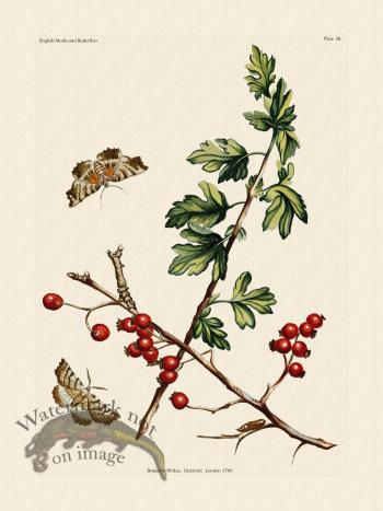 Wilkes Butterflies 058